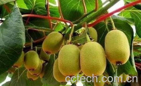 吃猕猴桃的禁忌与注意事项-0