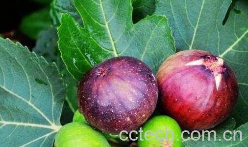 无花果的食用功效与禁忌-0