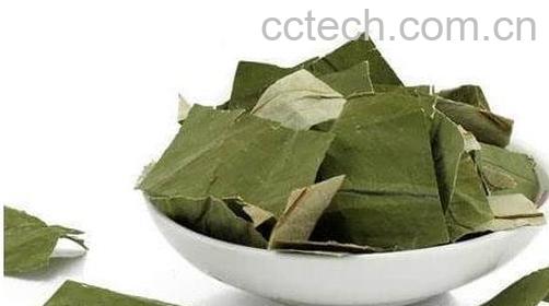 荷叶茶的副作用-0