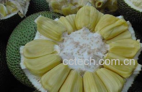 如何预防菠萝蜜粘手-0