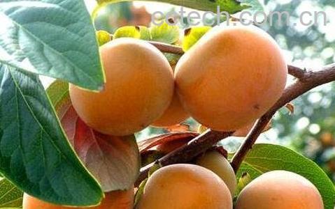 生柿子怎么催熟 生柿子的危害-0