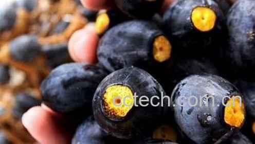  黑橄榄的功效与作用-0