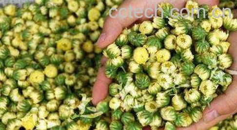 胎菊的功效与作用-0