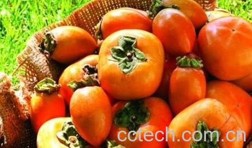 秋天吃柿子的好处有哪些-0