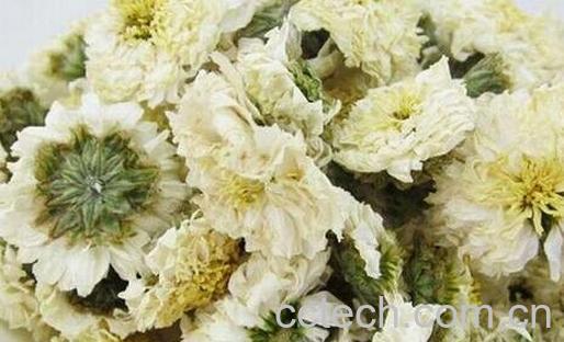 黄山贡菊泡水喝的好处有哪些-0