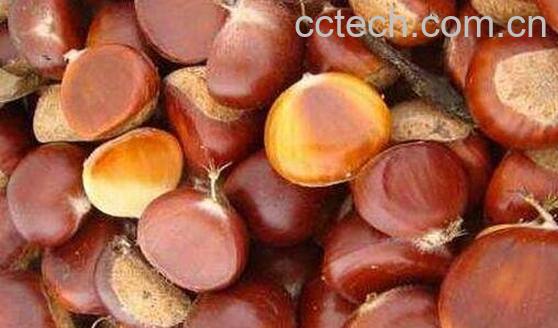  板栗的保存方法-0