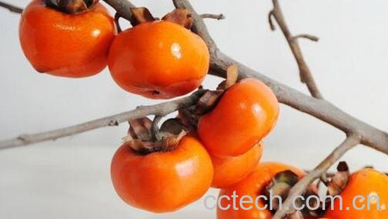 空腹吃柿子好吗 -0