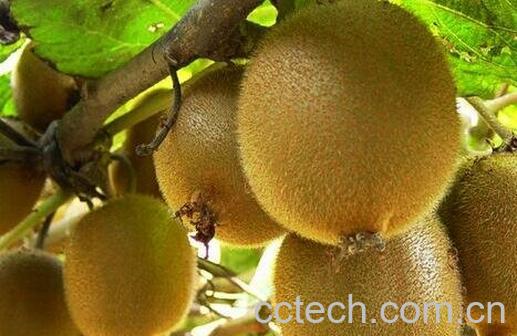 猕猴桃怎么挑选-0