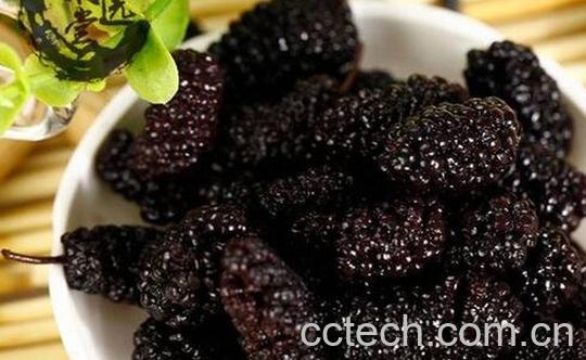 桑葚子的功效与作用-0