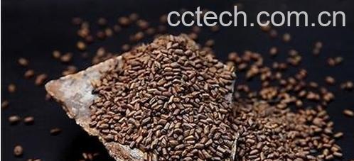 山楂决明子茶的功效和作用-0