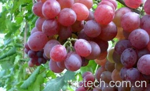 提子的营养价值与功效 -0