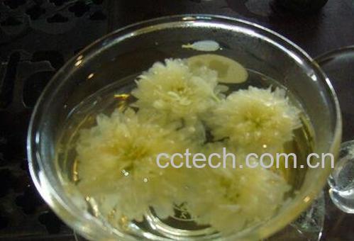 菊花茶为什么会变绿-0