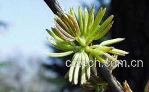 杜仲雄花茶的功效与作用-0