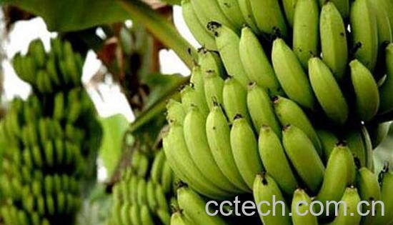 吃香蕉的禁忌与注意事项-0