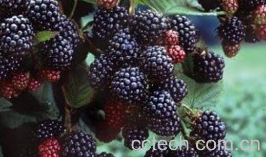 桑葚的食疗功效与用法-0