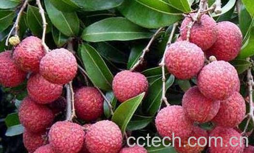 吃荔枝上火吗 -0