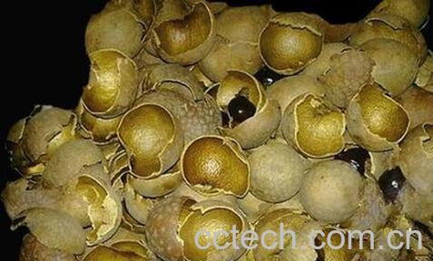 龙眼壳的神奇功效 -0