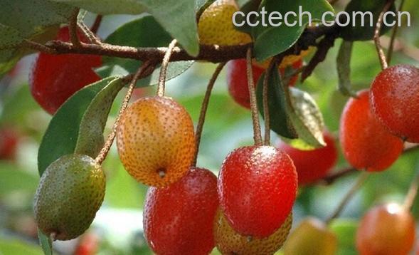 果蔬百科羊奶子-0