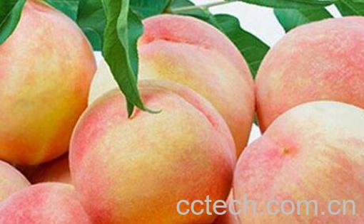 吃水蜜桃的好处有哪些-0