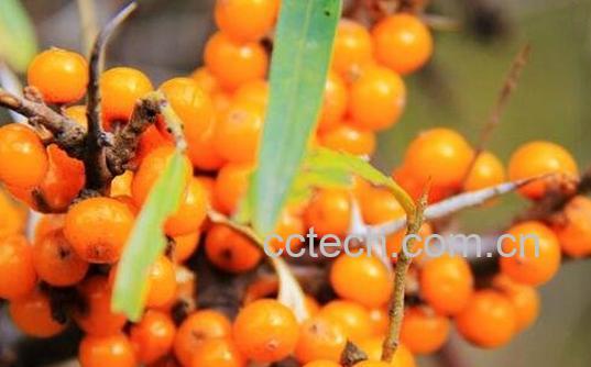 沙棘果怎么吃-0