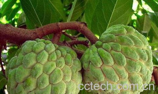 吃番荔枝的好处有哪些-0