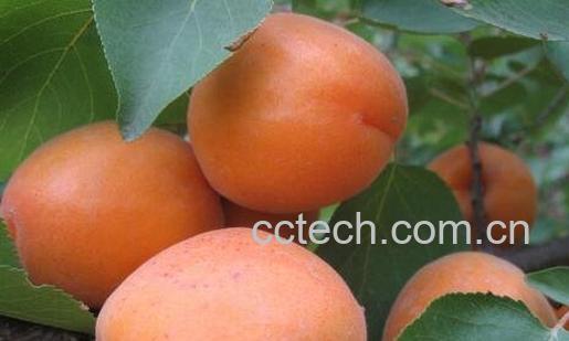 杏的营养价值与功效-0