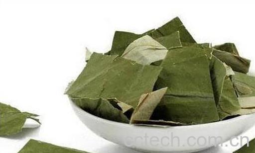 果蔬百科荷叶茶喝了会上火吗-0