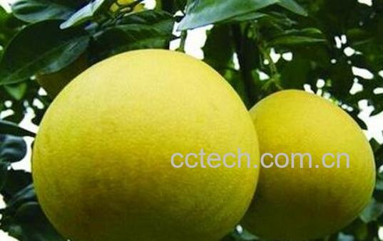 梁平柚的特点与功效-0