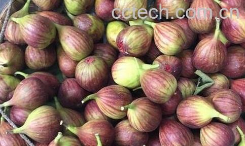 冬天孕妇吃什么水果好-0