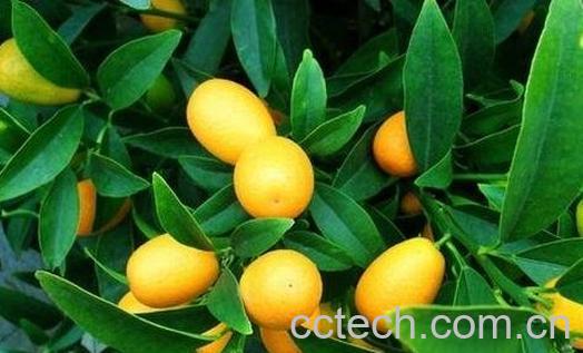 金桔姜茶的做法与功效-0