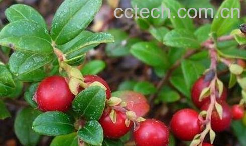 蔓越莓的神奇功效-0