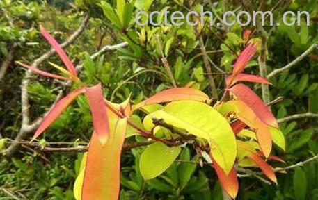 果蔬百科黄牛茶的功效与作用-0