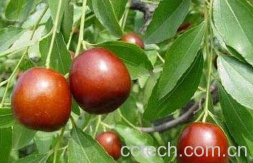 吃枣的好处与坏处-0