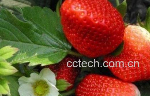 草莓怎么清洗-0