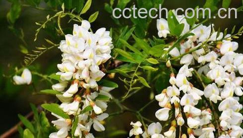 果蔬百科槐花茶有毒吗 -0