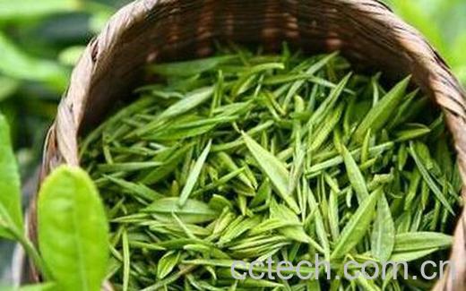 果蔬百科夏天喝绿茶的好处有哪些-0