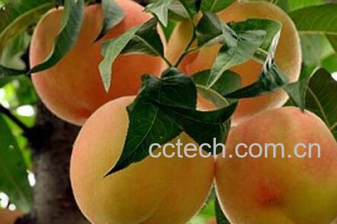 吃桃子的禁忌-0