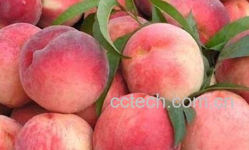 桃子的副作用-0