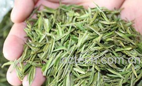 果蔬百科安吉白茶的保健功效有哪些-0