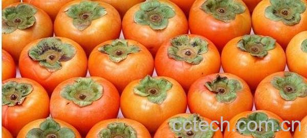  柿子和什么不能一起吃-0