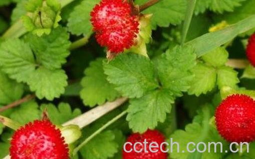 蛇莓能吃吗-0