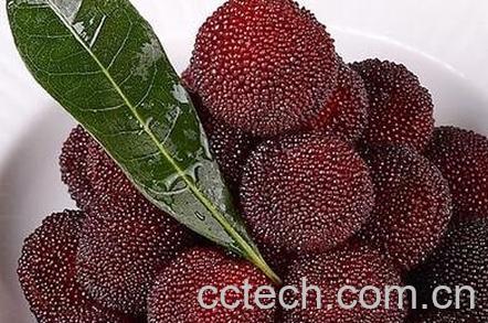 杨梅有什么好处-0