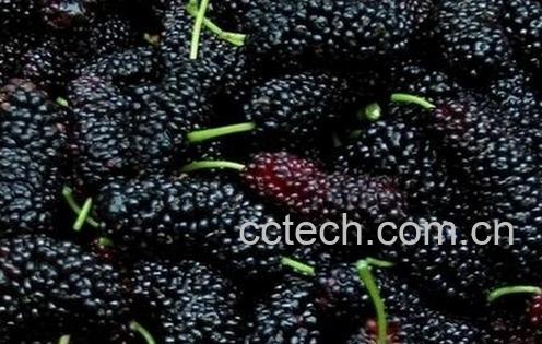 桑葚汁怎么洗-0