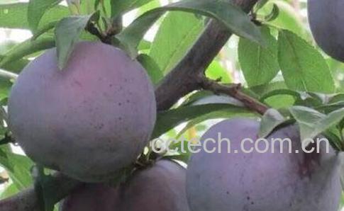 吃黑布林的好处与坏处-0