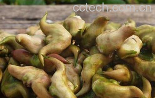 果蔬百科菱角的功效与用法-0