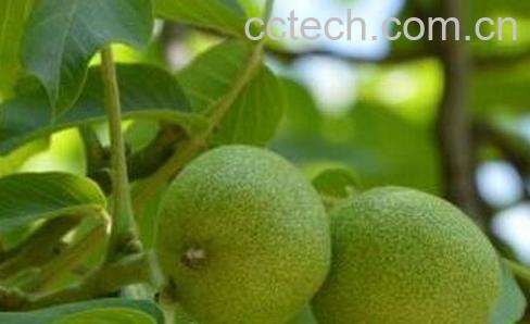 青皮核桃好吃吗-0