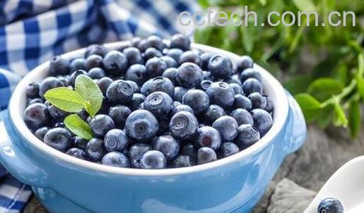 怎样选购蓝莓 蓝莓的挑选方法-0
