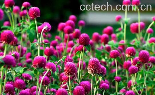 果蔬百科千日红花茶的泡法与作用-0