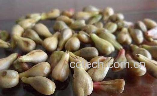  葡萄籽能吃吗 -0