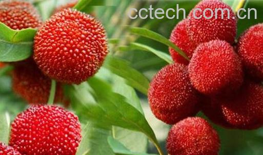 杨梅怎么保存 -0